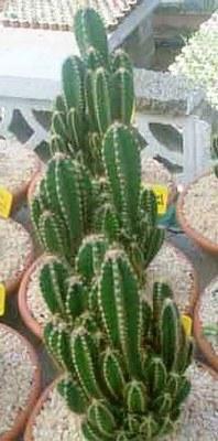 Foto 


Cereus peruvianus 4/5 caras

