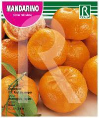 Foto 


Mandarino clementina citrus reticulata

