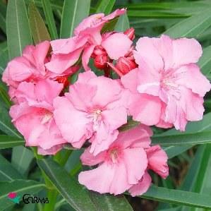 Foto 


Nerium oleander maceta 13

