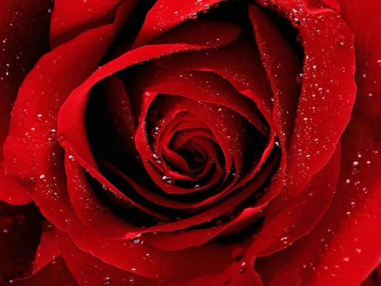 Foto 

12 rosas rojas


