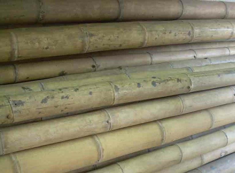 Foto 

Bambú guadua 2 mtrs x 50/75 mm ø


