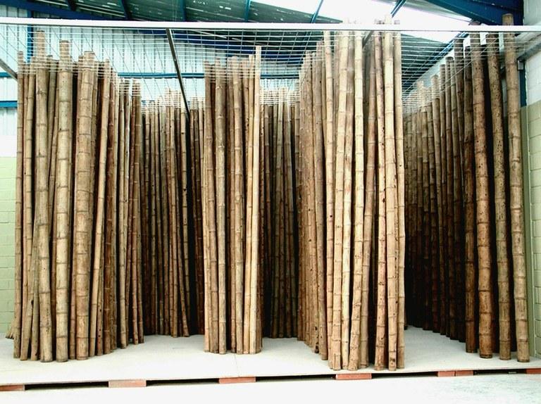 Foto 

Bambú guadua 4 mtrs x 100/125 mm ø


