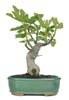 Foto 
Bonsai Ficus Carica: 13 años 20x60cm



