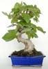 Foto 
Bonsai Ficus Carica: 17 años 35x55cm



