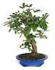 Foto 
Bonsai Ficus Carica, Higuera: 22 años 40x60cm



