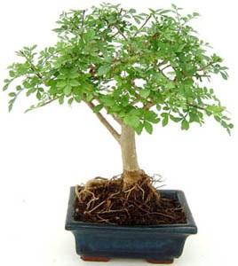 Foto 
Bonsai Fraxinus sp.: 6 años



