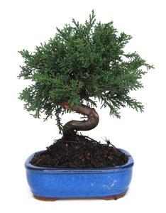 Foto 
Bonsai Juniperus Chinensis: 7 años 13x23cm



