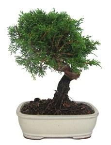 Foto 
Bonsai Juniperus Chinensis: 8 años 21x30cm



