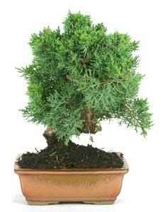 Foto 
Bonsai Juniperus Chinensis: 9 años 15x38cm



