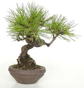 Foto 
Bonsai Pinus Thunbergii: 23 años 26x43cm



