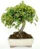 Foto 
Bonsai Pyracantha Coccinea, Espino de Fuego: 6 años 16x25cm



