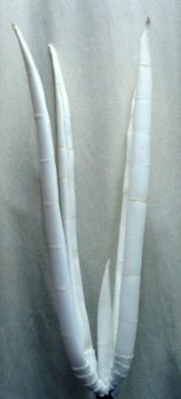 Foto 
Brotes Magnolia Polyfoam: blanco



