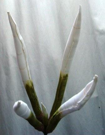 Foto 
Brotes Magnolia Polyfoam: verde



