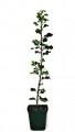 Foto 1 Planta de Acebo, Ilex Aquifolium. Arbol de Navidad. 40 Cm.