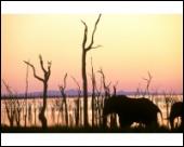 Foto 10 x 8 pulg imprimir of Elefante en la orilla del Lago Kariba