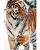 Foto 10 x 8 pulg imprimir of Siberia / sucursal de tigre de Amur - Roe
