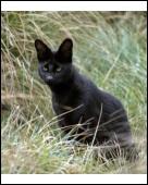 Foto 10 x 8 pulg imprimir of Un gato negro un serval 10