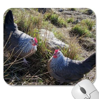 Foto 2 gallinas libres de Dorking del gris de plata de Alfombrillas De...