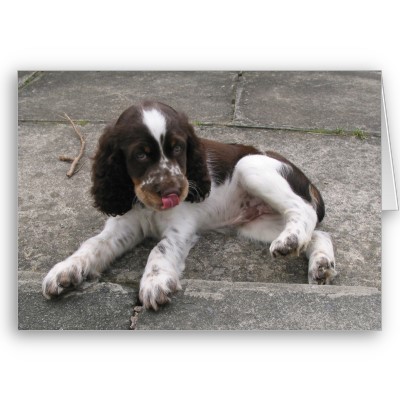 Foto ¡Charlie el saltador! Felicitacion