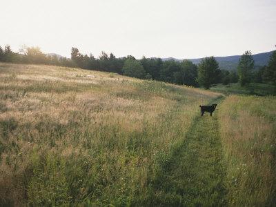 Foto A Dog Waits for its Master in a Swath of Freshly Mown Field at Sunset, Bill Curtsinger - Laminas