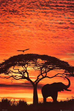 Foto African Sunset - Laminas