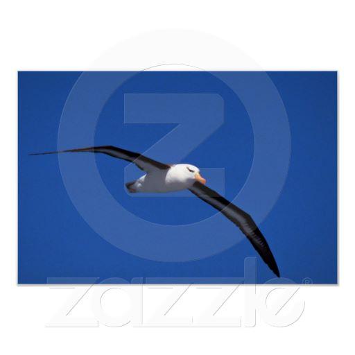 Foto Albatros Negro-Cejudo en vuelo Impresiones