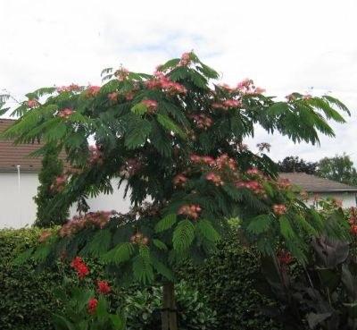 Foto Albizia julibrissin ombrella (Árbol de la seda - acacia de constantinopla)