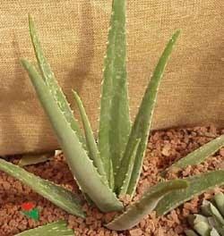Foto Aloe vera