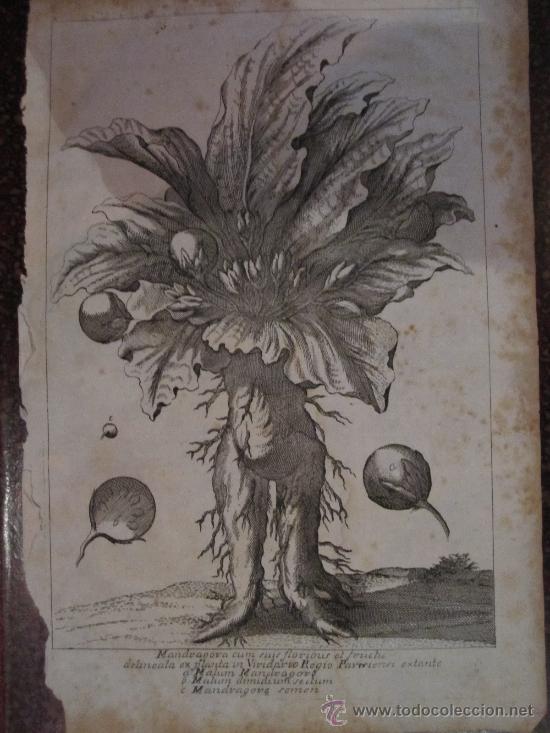 Foto alquimia magia botanica: mandragora, raro grabado al cobre del