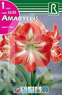 Foto Amaryllis blanco y rojo