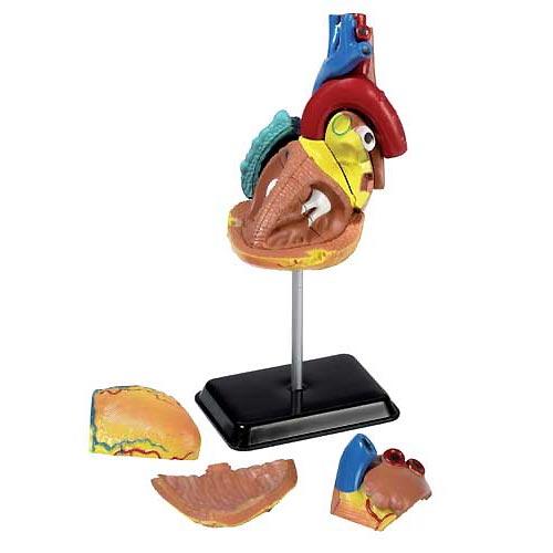 Foto Anatomía del corazón Eduland