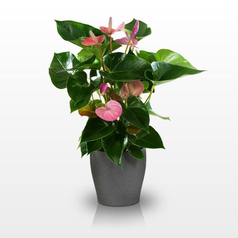 Foto Anthurium Rosada