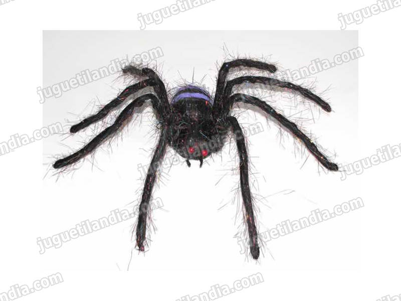 Foto Araña brillante pequeña