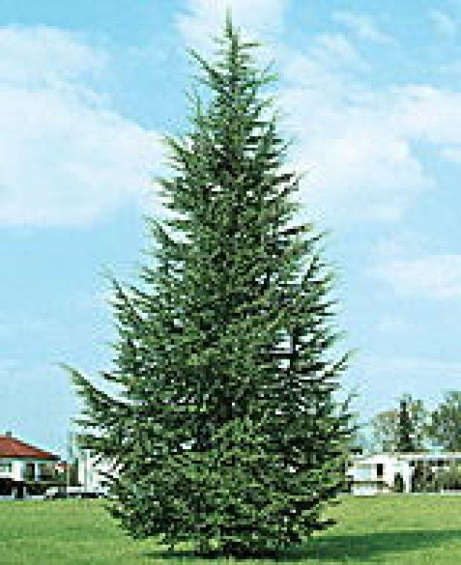 Foto Atlaszeder - Cedrus atlantica - Samen