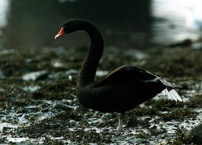 Foto Australian Black swan out of water at Ayr.. - 100% Cotton Premium ...