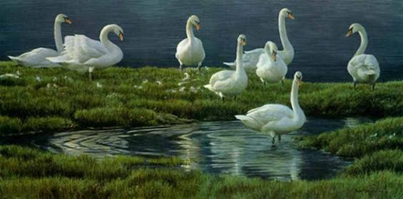 Foto Bank of Swans by Robert Bateman