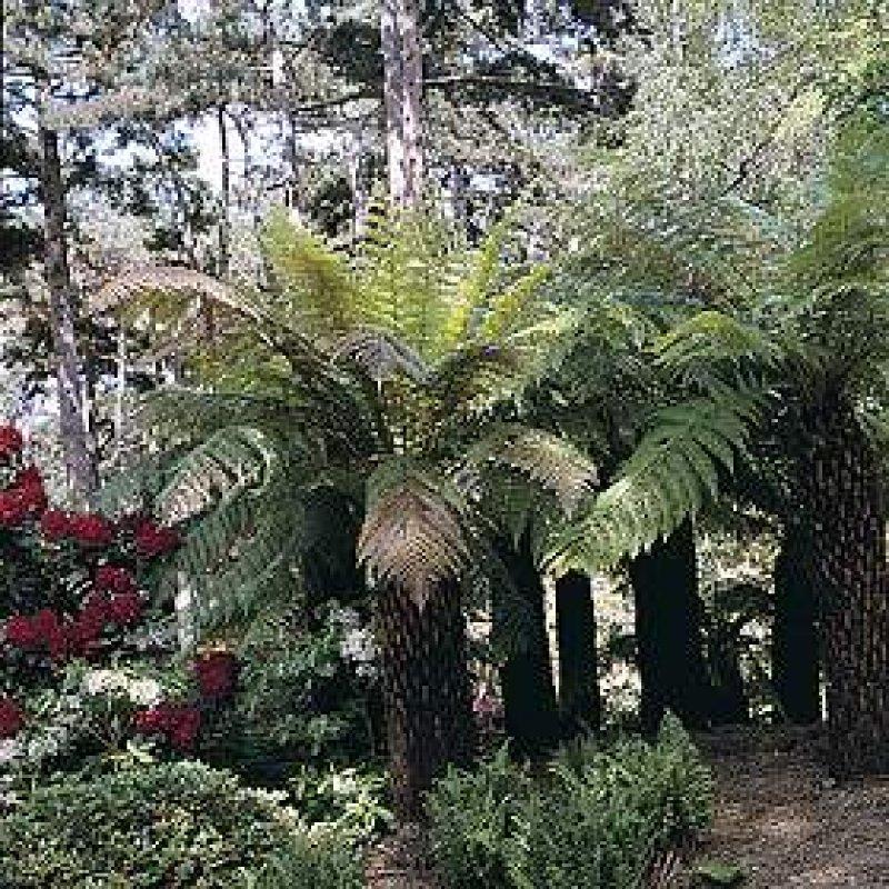 Foto Baumfarn Mischung - Dicksonia und Cyathea Sorten - Samen