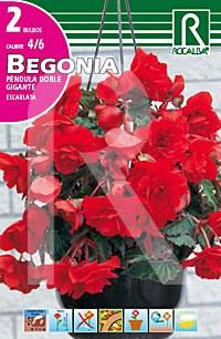 Foto Begonia péndula doble gigante escarlata