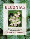 Foto Begonias