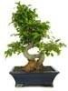 Foto Bonsai celtis 16 años maceta 30cm