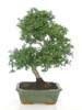 Foto Bonsai ilex micro 10 años maceta 20/21cm
