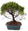 Foto Bonsai juniperus 10 años maceta 25cm