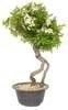 Foto Bonsai pyracantha 18 años