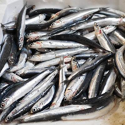 Foto Boquerones Frescos