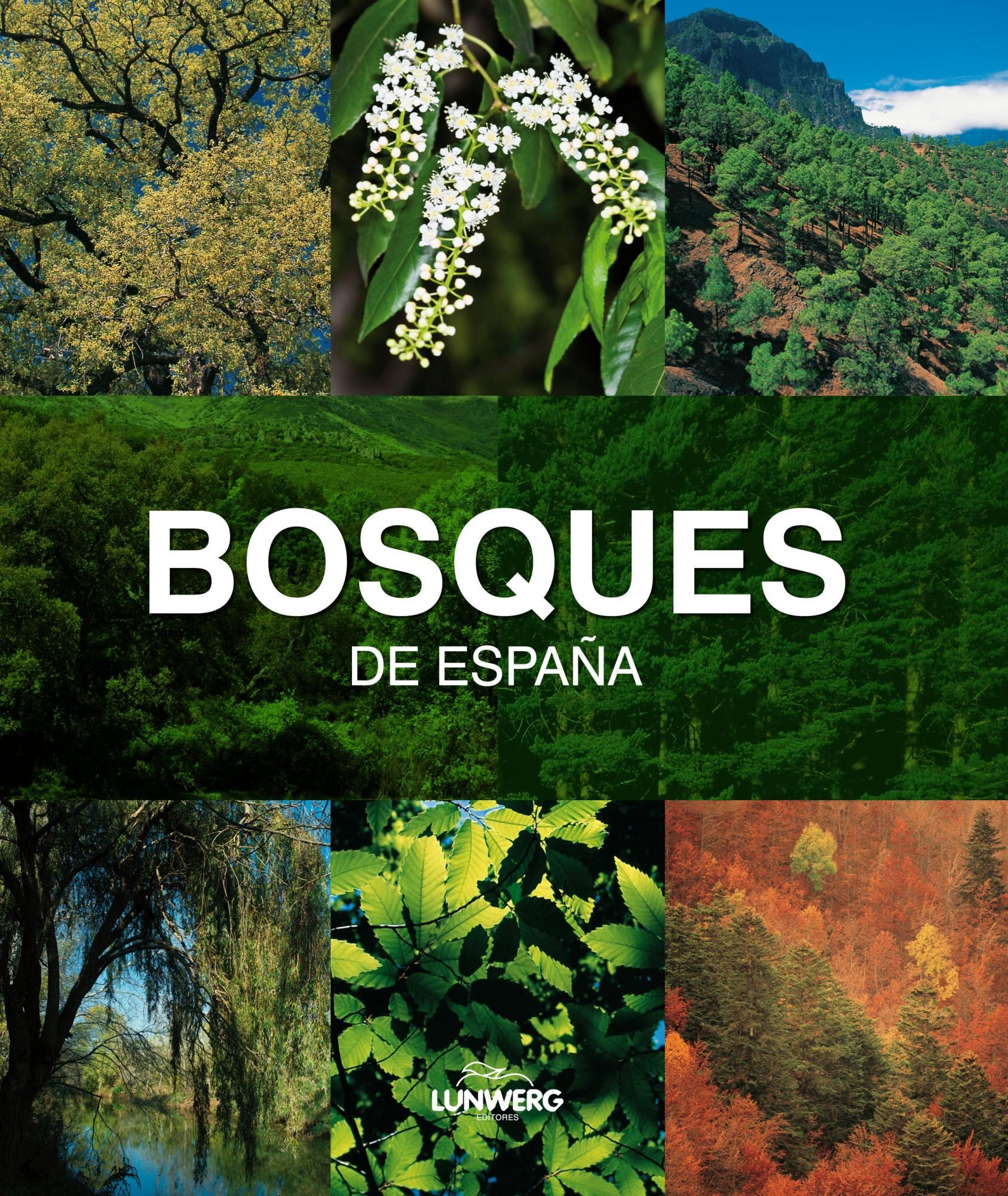Foto Bosques de España. Lunwerg Medium