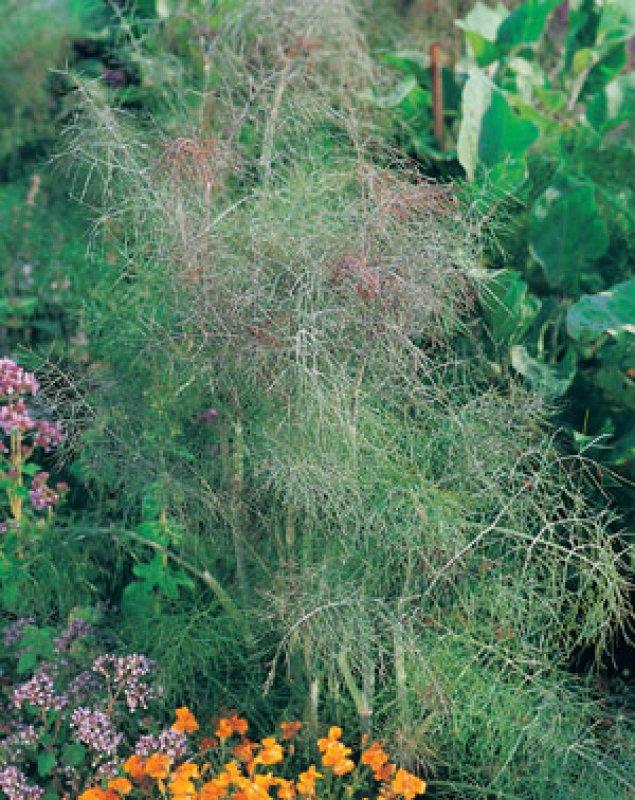 Foto Bronzefenchel - Foeniculum vulgare - Samen