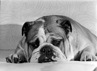 Foto Bruce the Old English Bulldog not feeling.. - Art Canvas