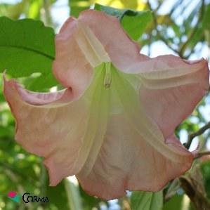 Foto Brugmansia arborea maceta 5 lt.