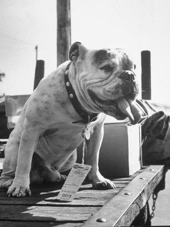 Foto Bruiser Sitting on a Baggage Truck at the Station, Francis Miller - Laminas