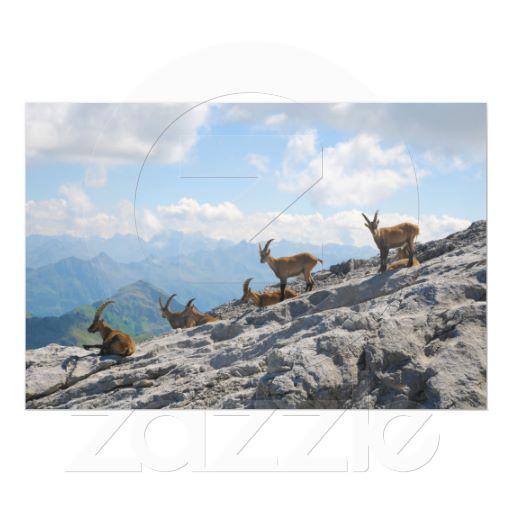 Foto Cabras de montaña salvajes del cabra montés alpino Arte Fotografico